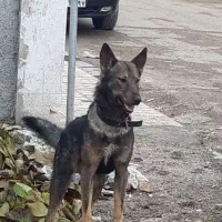 واگذاری سگ نگهبان|سگ|ابهر, |دیوار