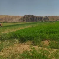 یونجه خرمنکوب شده