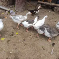 غاز