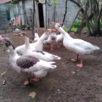 غاز،مرغ و خروس،اردک اسرائیلی