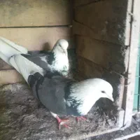 پرنده