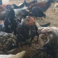 جوجه ۳ ماهه ۹۰ عدد  ۱/۵ ماهه ۱۵۰ عدد مرغ ۳۰ عدد|حیوانات مزرعه|مشهد, موعود|دیوار