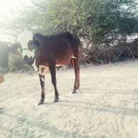 فروش گاو ماده چاق