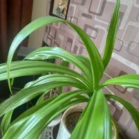 گل گیاه|گل مصنوعی|شاهینشهر, مسکن مهر|دیوار