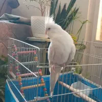 عروس هلندی|پرنده|ایذه, |دیوار