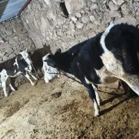 گوساله ماده سمینتال