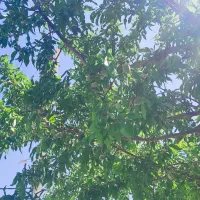 فروش باغ شهری|فروش آپارتمان|سیاخ دارنگون, |دیوار