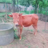 لیشه محلی اصل