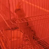 عروس هلندی  ماده|پرنده|کیاشهر, |دیوار