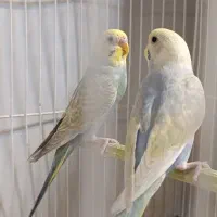 سه جفت مرغ عشق رینبو|پرنده|تربت جام, مطهری|دیوار