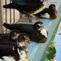 اردک اسرائیلی مسکویی نیمچه|حیوانات مزرعه|کرج, فاز ۱ مهرشهر|دیوار