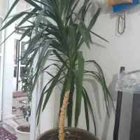 گل نخل زینتی و کاج مطبق