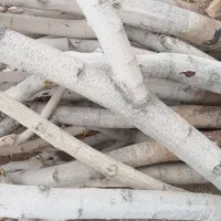 چوب توت.کنده توت