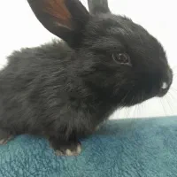 خرگوش لپ|موش و خرگوش|قائم‌شهر, |دیوار