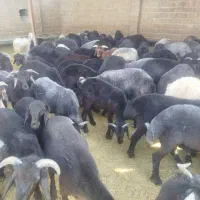 فروش 100راس بره نر چیده شده جفت 85کیلو