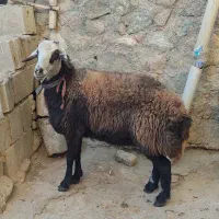 میش گوسفند|حیوانات مزرعه|بن, |دیوار