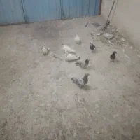 فروش یا معاوضه
