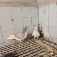 123|پرنده|اهواز, بیست متری شهرداری|دیوار