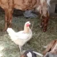 تخم مرغی|عمده‌فروشی|بم, |دیوار