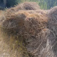 علف یونجا . داغ  اوتی . خشه
