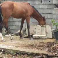 اسب اهل سواری ۳ساله