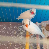 فنج لپ سیاه رنگ سفید