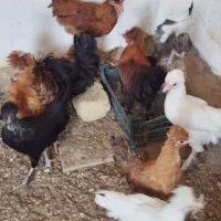 مرغ تزیینی و مرغ  تخم کن و خروس فروش فوری|حیوانات مزرعه|قم, زاویه|دیوار
