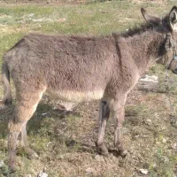 کره الاغ