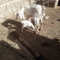 یک عدد بز مور سیاه و یک عدد بز سانن دوبر