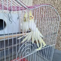 دو عدد عروس هلندی نرماده