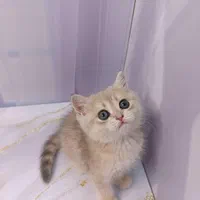 چشم گنده های پشمالو|گربه|همدان, |دیوار