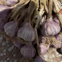 سیر محلی (فقط امروز)