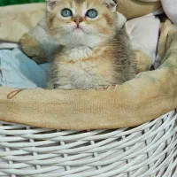 توله پرشین کت عروسکی