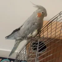 یک جفت عروس هلندی|پرنده|تهران, سبلان (لشگر)|دیوار