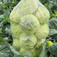 کلم سفید و قرمز برای گاوداری