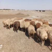 گوسفند دامازدق