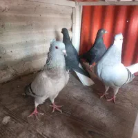 کبوتر رنگی|حیوانات|چهاردانگه (تهران), |دیوار