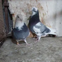 تعدادی کبوتر پرشی