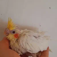 فروش دو عدد جوجه لوتینو خانگی