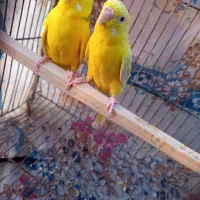 جفت مرغ عشق باتخم