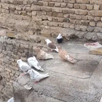 پرنده|پرنده|خرم‌آباد, |دیوار