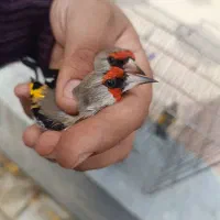 سهره وحش پاییزی دورگ