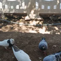 کبوتر.ماده ونر|پرنده|شوش, |دیوار