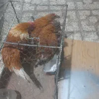 مرغ وخروس|پرنده|اصفهان, کساره|دیوار