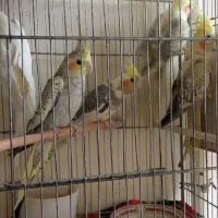 تعداد ۹ عدد عروس هلندی