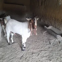 نر بز امریکایی|حیوانات مزرعه|طرقبه, |دیوار