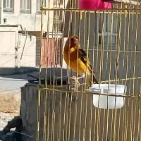 سهره قناری قرمز سالمو سرحال|پرنده|ایلام, |دیوار