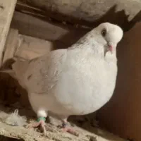 همه سالمند، عیبی ندارند.همه گشتی با شرط.|پرنده|خزل, |دیوار