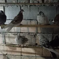 کبوتر گرفتنی عالی|پرنده|شریفآباد, |دیوار