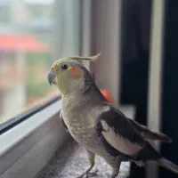 پرنده|پرنده|لاهیجان, یوسف آباد|دیوار